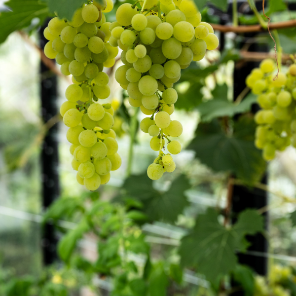 photo 26 Groene Hof 3