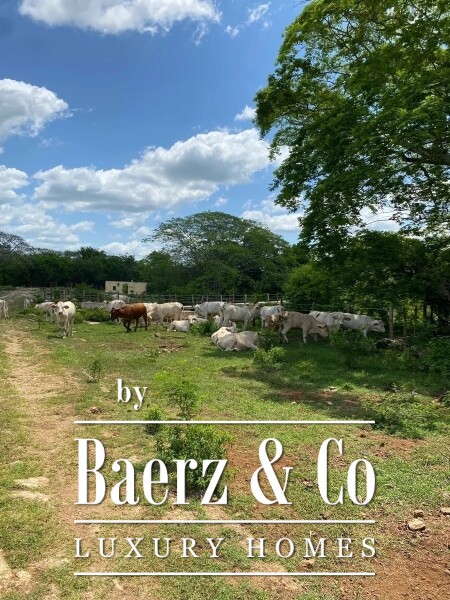 Video Street 24 x 29 