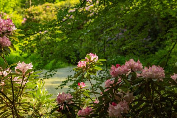 photo 68 Rossweg 3